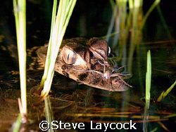 Cayman and Amazon water spider. Olympus e330 and internal... by Steve Laycock 